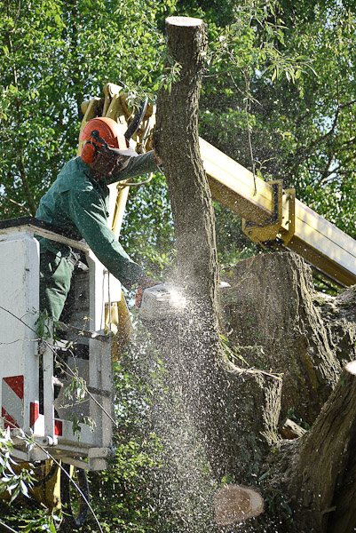 Gardemann Arbeitsbühnen, Einsatz für Baumfällungen