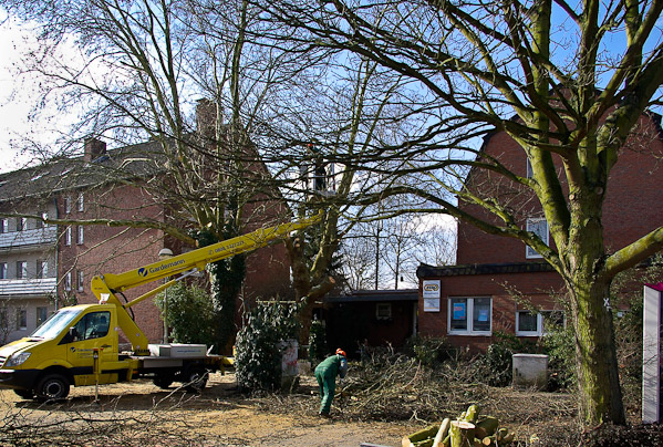 Gardemann Arbeitsbühnen, Einsatz für Baumfällungen