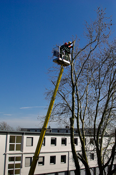 Gardemann Arbeitsbühnen, Einsatz für Baumfällungen